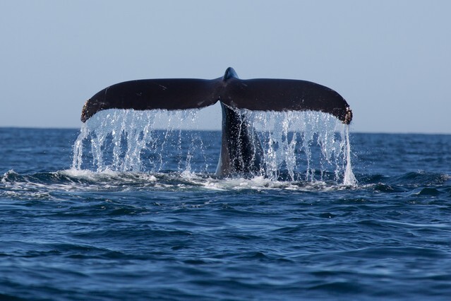 Humpback Whale